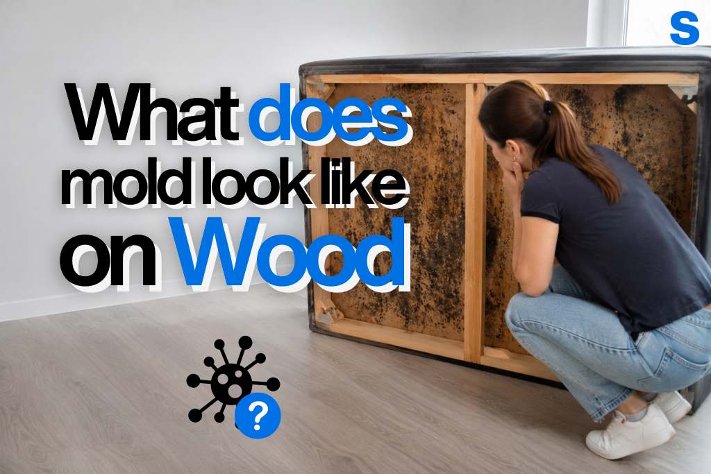 What does mold look like on wood